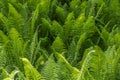 Fresh green fern leaves on blur background in the garden Royalty Free Stock Photo