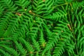 Fresh green fern leaves on blur background in the garden. Texture of fern leaves. Royalty Free Stock Photo