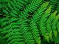 Fresh green fern leaves on blur background in the garden. Texture of fern leaves. Royalty Free Stock Photo