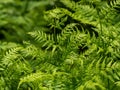 Fresh green fern leaves on blur background in the garden. Texture of fern leaves. Royalty Free Stock Photo