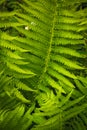 Fresh green fern leaves (DryÃÂ³pteris, Dryopteridaceae) Royalty Free Stock Photo