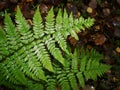 Green fern leaves. Green fern branch with twirled leaves. Natural background. in the forest. Royalty Free Stock Photo