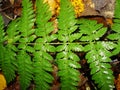 Green fern leaves. Green fern branch with twirled leaves. Natural background. in the forest. Royalty Free Stock Photo