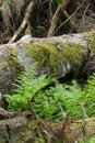 Fresh green ferns among almost declined trees