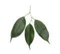 Fresh green ficus leaves on white background