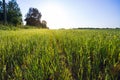 Fresh green field of cereal in summer on evening sunset. Royalty Free Stock Photo