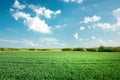 Fresh green field with grain and white clouds on blue sky Royalty Free Stock Photo