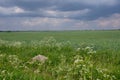 Fresh green field of juvenille grain and cloudy sky Royalty Free Stock Photo