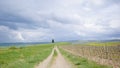 A fresh green field and a path to the lone tree Royalty Free Stock Photo
