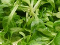 Fresh green field salad Royalty Free Stock Photo