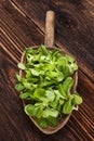 Fresh green field salad. Royalty Free Stock Photo