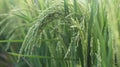 Fresh and green field of wheat. Young green paddy field closeup wating for harvesting season. Nature background Royalty Free Stock Photo