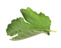 Fresh green fig leaf isolated Royalty Free Stock Photo