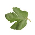 Fresh green fig leaf isolated on white Royalty Free Stock Photo