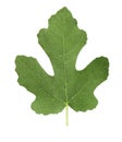 Fresh green fig leaf isolated on white background Royalty Free Stock Photo