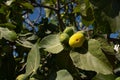 Fresh green figs grow on a fig tree in summer. You can see the treetop, green leaves and fruits against a blue sky Royalty Free Stock Photo