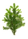 Fresh green fir branches Christmas tree white background Royalty Free Stock Photo