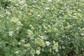 Fresh green flowering plants