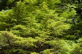 Fresh green foliage Royalty Free Stock Photo