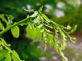 Fresh green foliage of Black locust Robinia pseudoacacia - false acacia Royalty Free Stock Photo
