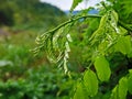 Fresh green foliage of Black locust Robinia pseudoacacia - false acacia Royalty Free Stock Photo