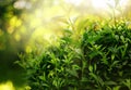 fresh green foliage bush Royalty Free Stock Photo