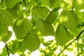 Fresh green foliage of linden tree Royalty Free Stock Photo