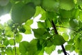 Fresh green foliage of linden tree glowing in sunlight Royalty Free Stock Photo