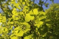 Fresh green foliage of spring linden tree Royalty Free Stock Photo