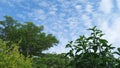 fresh green foliage under a bright blue sky Royalty Free Stock Photo