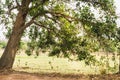 Fresh green forest and sunlight through green tree - Low Angle V Royalty Free Stock Photo