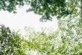 Fresh green forest and sunlight through green tree - Low Angle V Royalty Free Stock Photo