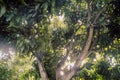 Fresh green forest and sunlight through green tree - Low Angle V Royalty Free Stock Photo