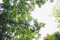 Fresh green forest and sunlight through green tree - Low Angle V Royalty Free Stock Photo