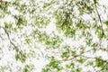 Fresh green forest and sunlight through green tree - Low Angle V Royalty Free Stock Photo