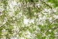 Fresh green forest and sunlight through green tree - Low Angle V Royalty Free Stock Photo