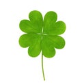 Fresh green four-leaf clover on white background Royalty Free Stock Photo