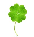 Fresh green four-leaf clover on white background Royalty Free Stock Photo