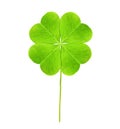 Fresh green four-leaf clover on white background Royalty Free Stock Photo