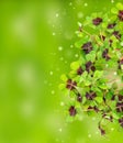 Fresh green four leaved clover blurred background