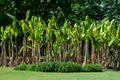 Fresh green fronds of a small stand of miniature banana palms