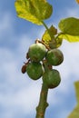 Jatropha Curcas Fruit Royalty Free Stock Photo