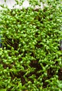 Fresh green garden cress sprouting redy for salad Royalty Free Stock Photo