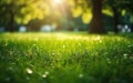 Fresh green garden grass lawn in spring, summer Royalty Free Stock Photo