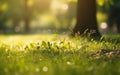 Fresh green garden grass lawn in spring, summer Royalty Free Stock Photo