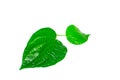 Fresh green glossy leaf of Wild Betel Leaf Bush isolated on white background. Royalty Free Stock Photo