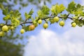 Fresh green gooseberries on a branch with blue sky in background with space for your text. Selective focus Royalty Free Stock Photo