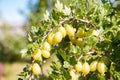 Fresh green gooseberries on a branch close-up. Organic berries grown in the garden Royalty Free Stock Photo