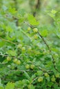 Fresh green gooseberries on a branch Royalty Free Stock Photo