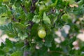 Fresh green gooseberries on a branch of gooseberries in the fruit garden Royalty Free Stock Photo